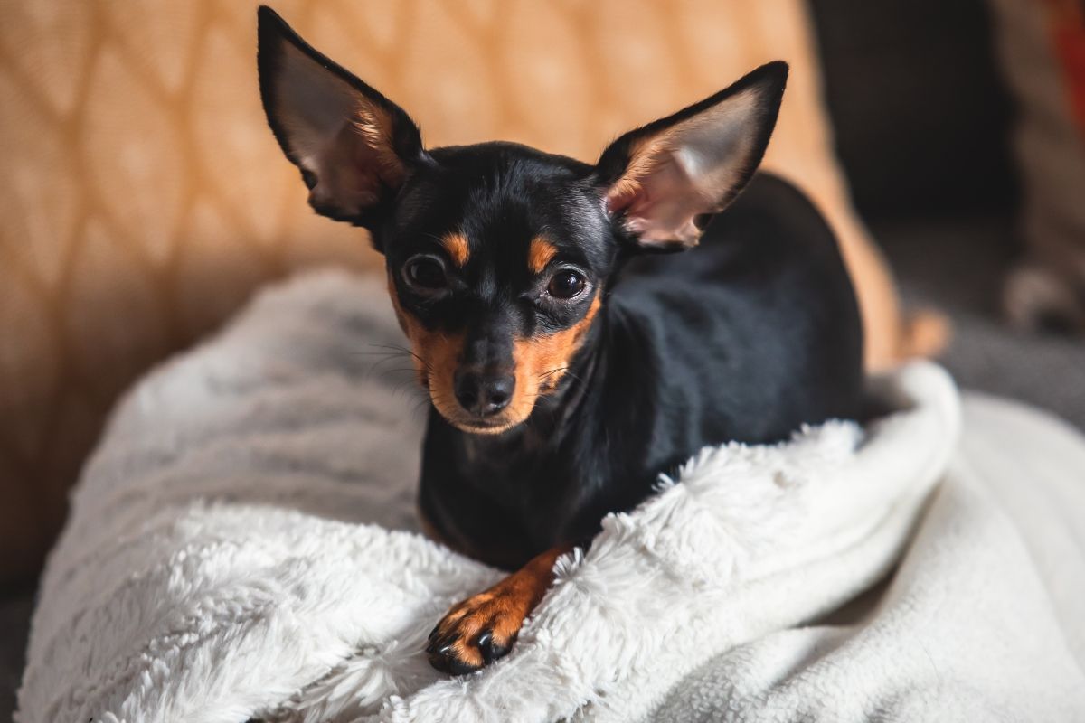 english toy terrier rasa