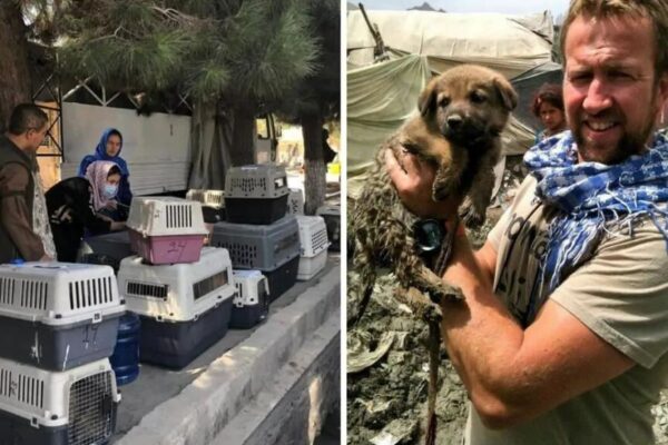 ewakuacja zwierząt z Afganistanu budzi kontrowersje