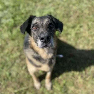 Simon – pies do adopcji: Kundelek, Pies