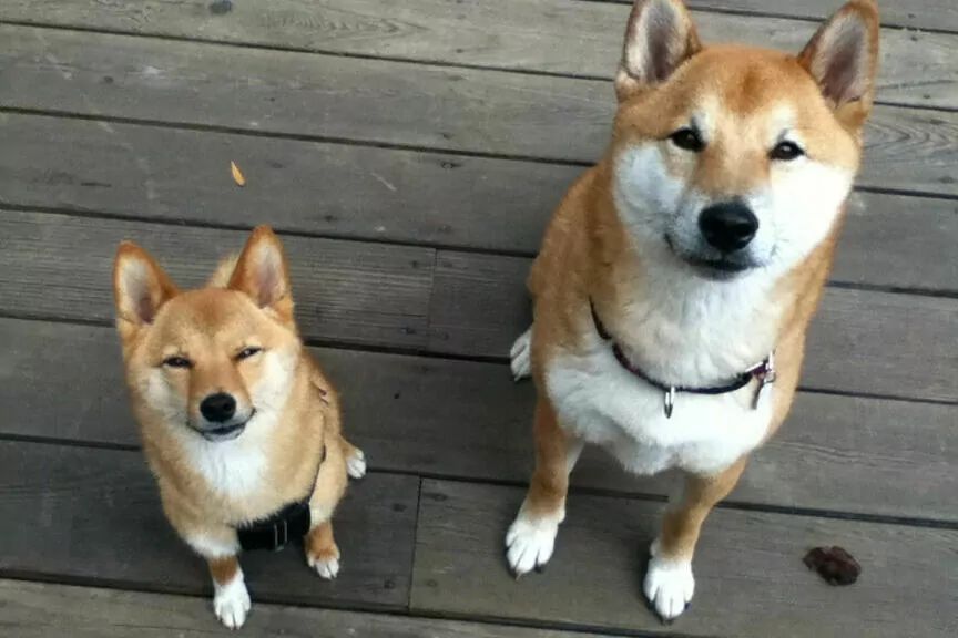 mame shiba inu miniaturka