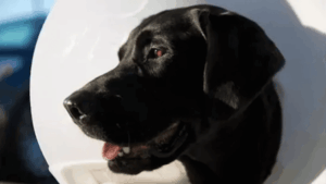 Uratowany labrador