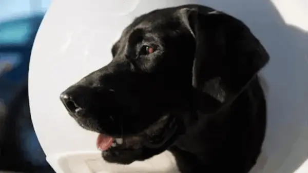 Tego labradora zaatakował aligator! Zobaczcie film