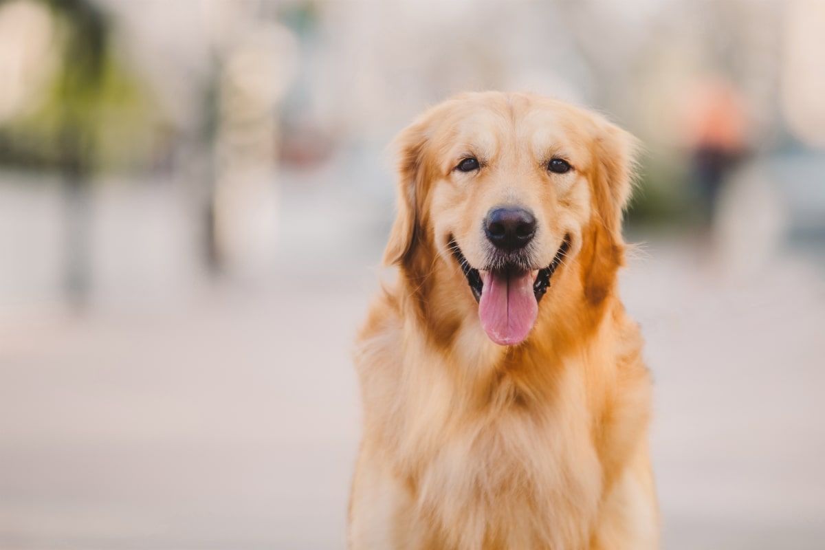 golden retrievery mogą żyć dlużej