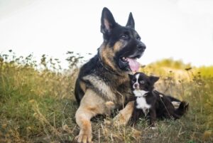 groźne psy dla weterynarzy