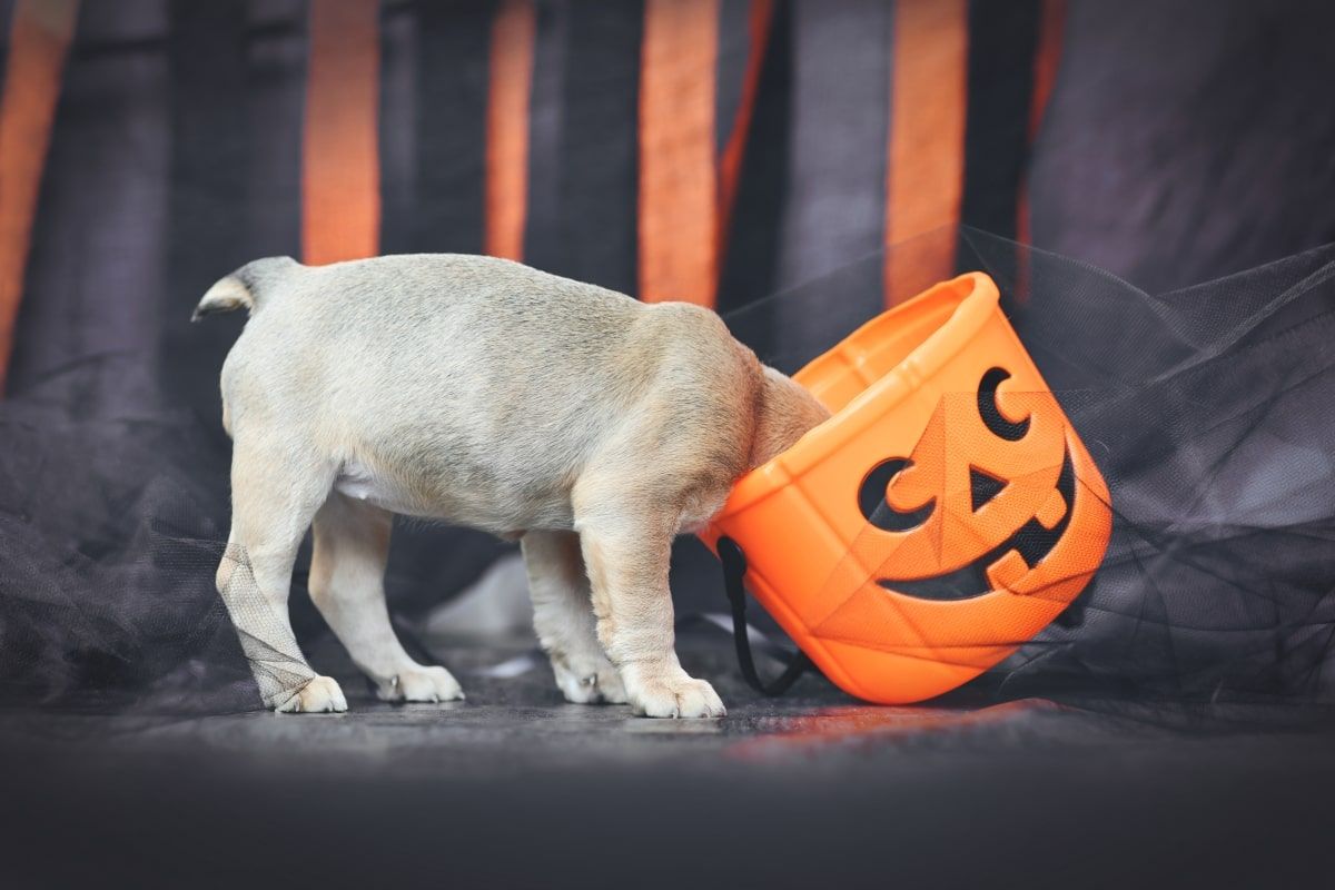 halloween z psem