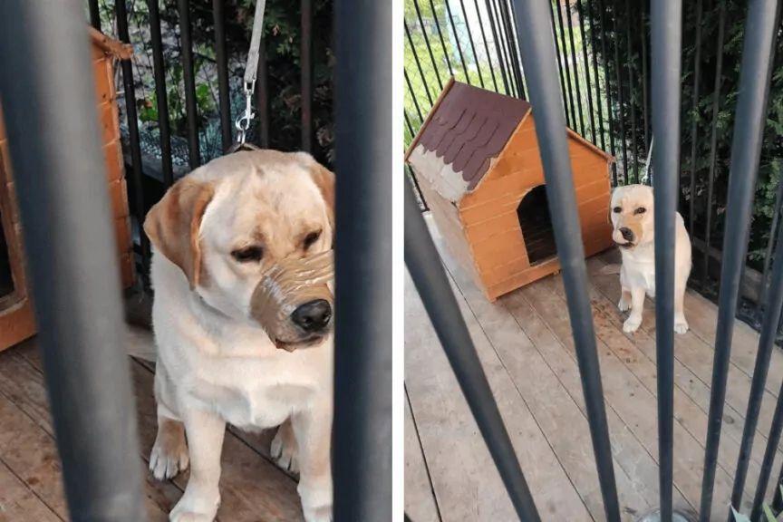 zaklieł psu pysk taśmą klejącą