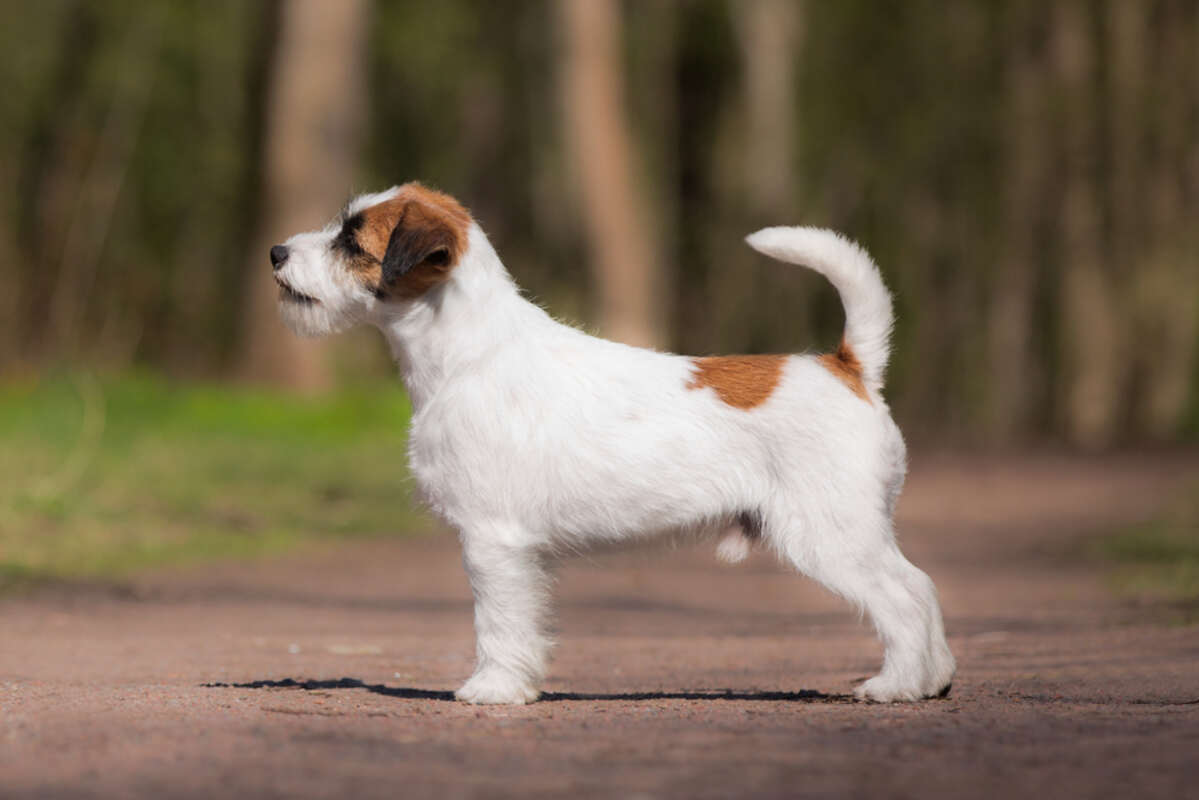 jack russell terrier