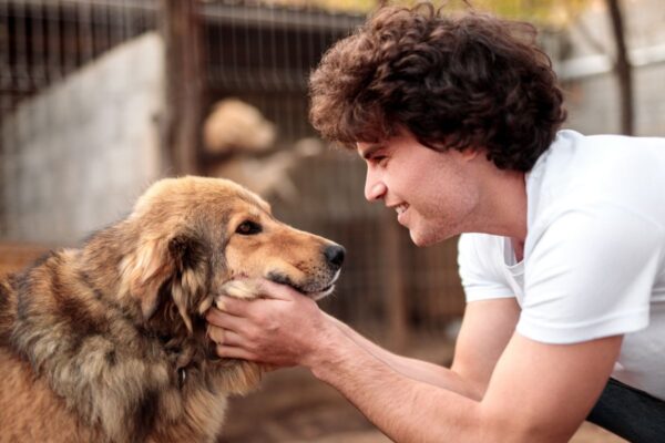 jak przygotować się do adopcji psa