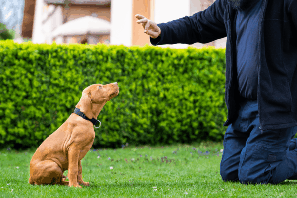 jak szkolic psa ktory jest gluchy