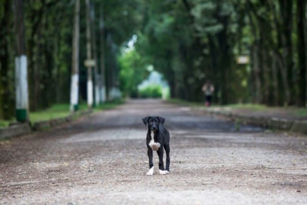 jak szukać zaginionego psa