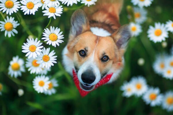 jak zadbać o psią sierść na wiosnę