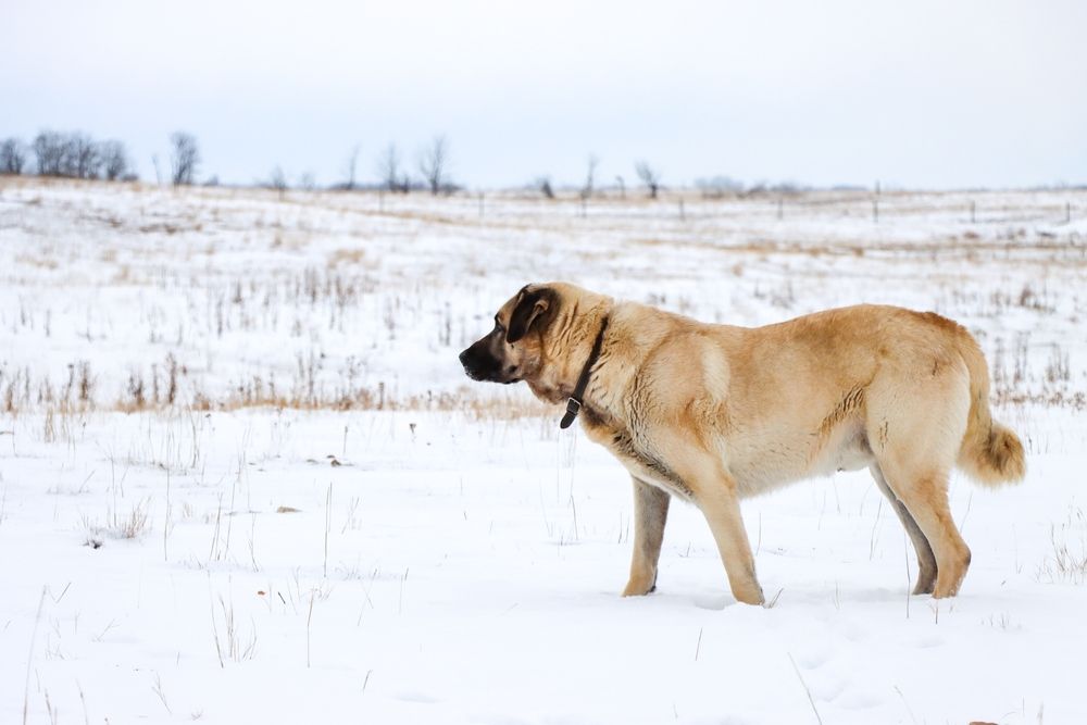 kangal pies turecki owczarek