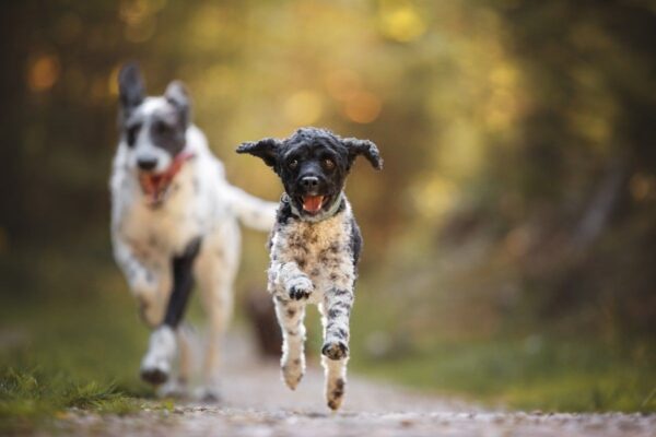 kiedy spuścić psa ze smyczy