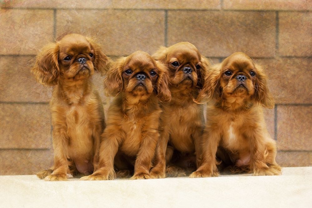king charles spaniel 5.jpg