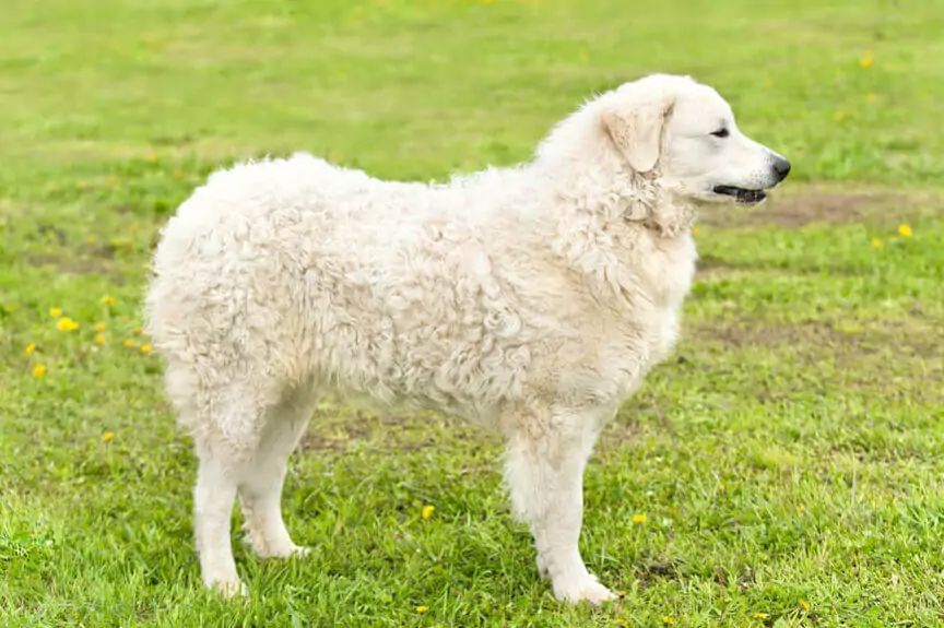 kuvasz