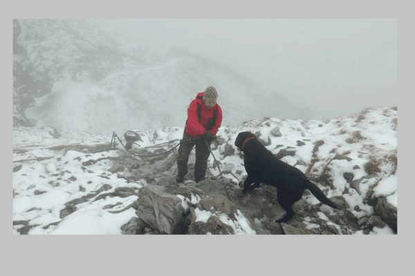 Labrador na Giewoncie