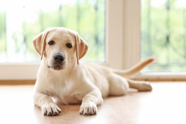 labrador golden retriever.