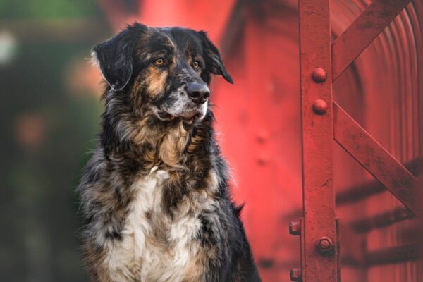 mieszaniec kundelek czy hybryda