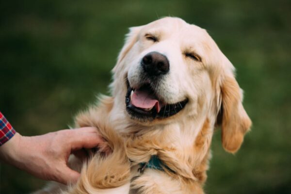 jak okazać psu miłość