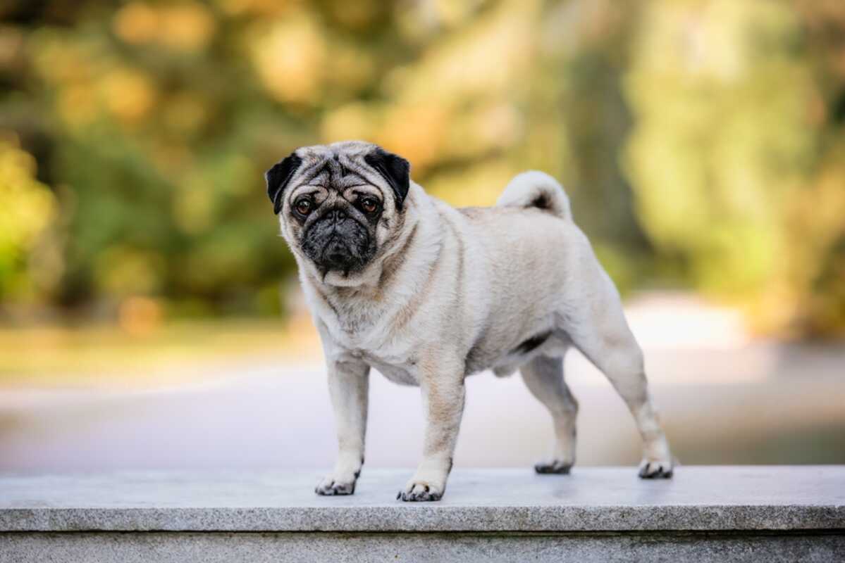 mops