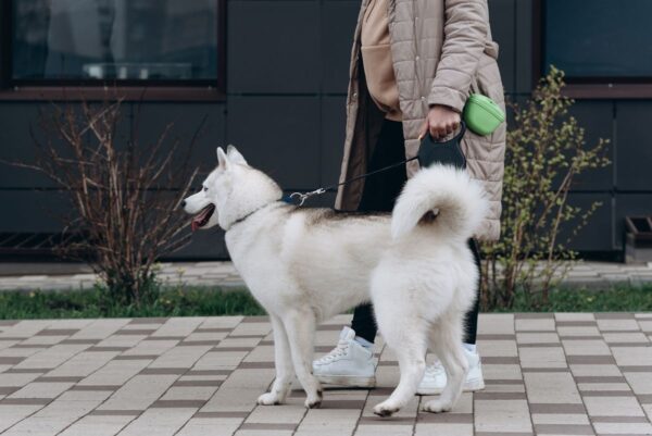 urazy na spacerze z psem