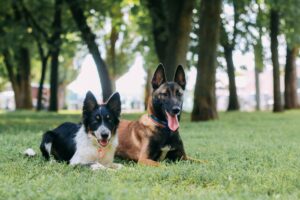 najmądrzejsza rasa psów