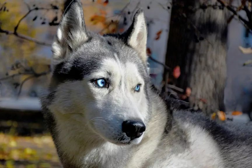 dlaczego husky mają niebieskie oczy