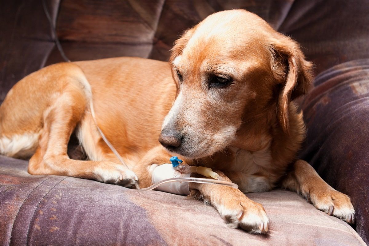 niewydolność nerek u psa