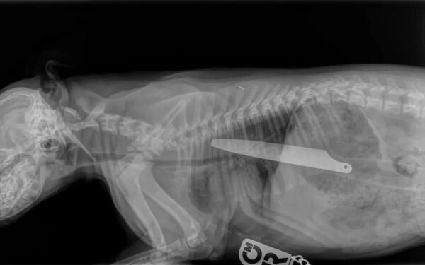 RTG stafika z nożem w brzuchu