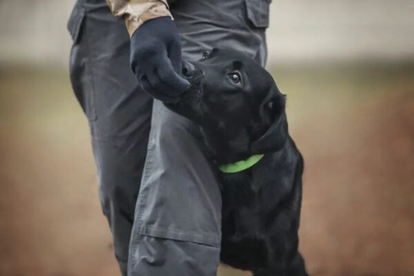 obedience posłuszeństwo