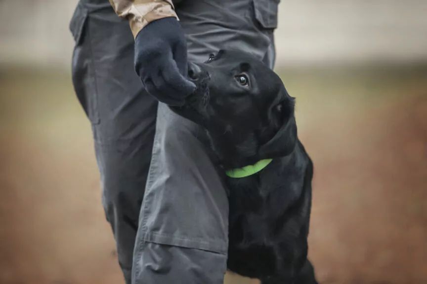 obedience posłuszeństwo
