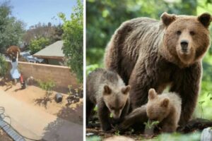nastolatka popchnęła niedźwiedzia