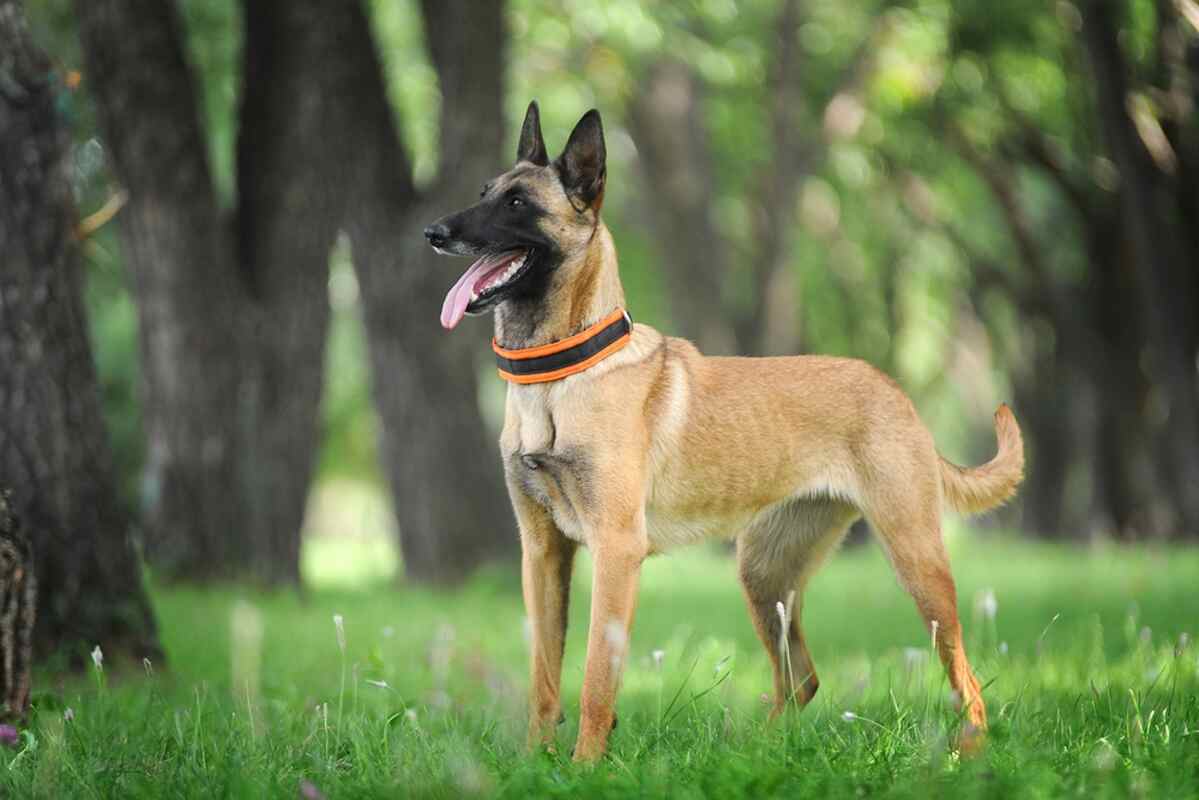 owczarek belgijski malinois