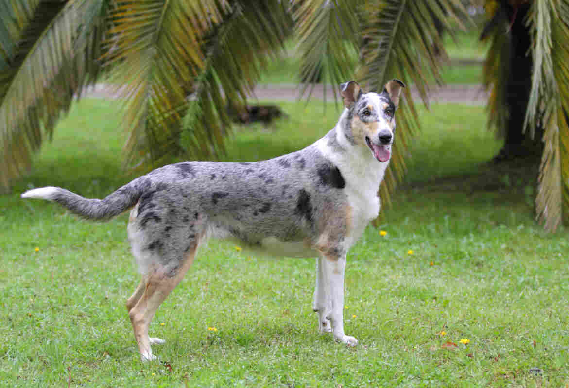 owczarek szkocki collie krótkowłosy