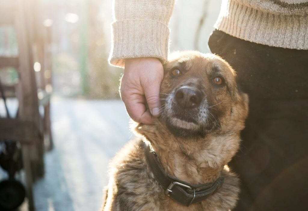 pierwsze dni po adopcji