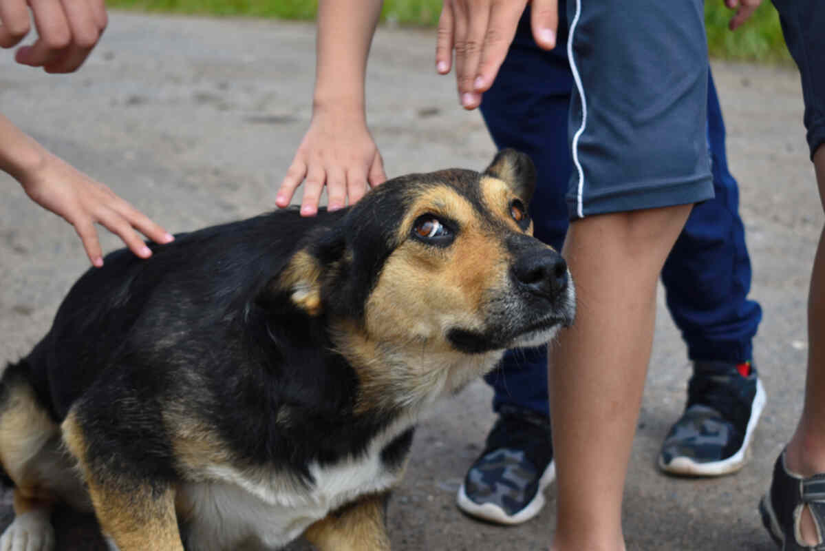 pies boi się dzieci