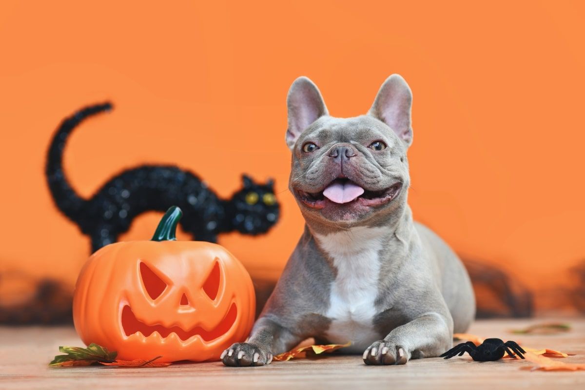 pies dekoracje na halloween
