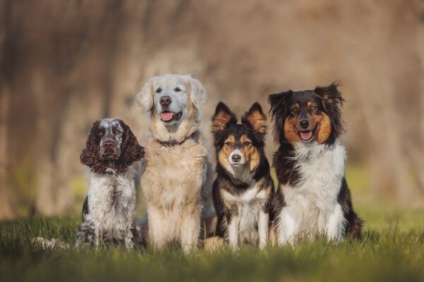 pies domowy canis lupus familiaris