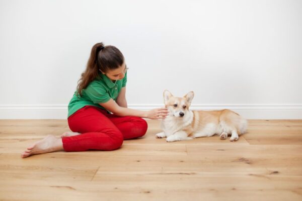 czy pies może się obrazić