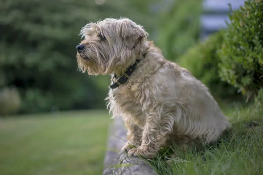 norfolk terrier