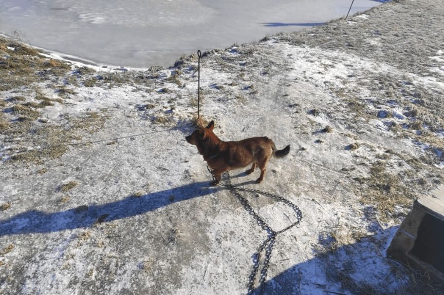 pies pilnował stawu rybnego