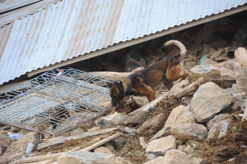 pies poszukujący zwłok