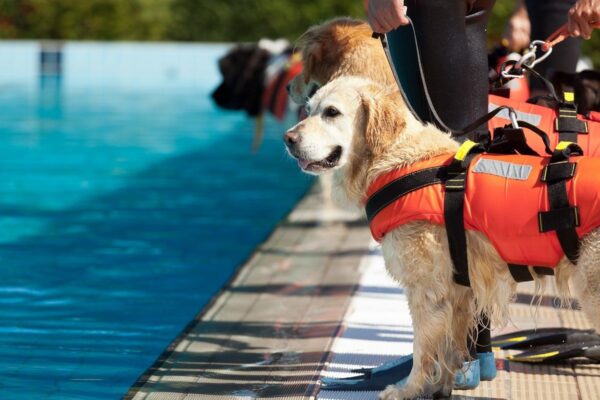 pies ratownik wodny