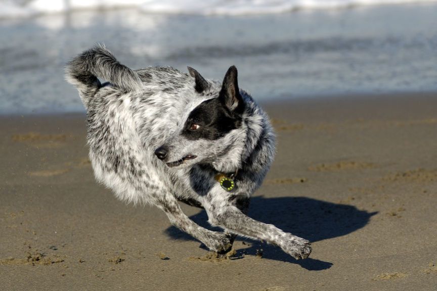 pies się kręci, zanim się załatwi