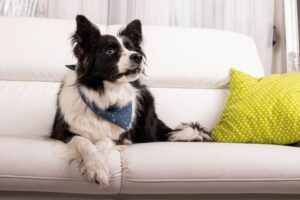 border collie na kanapie