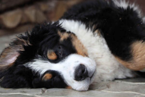 pies śpi z otwartymi oczami