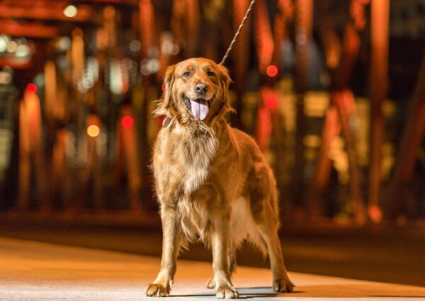 pies widoczny po zmroku