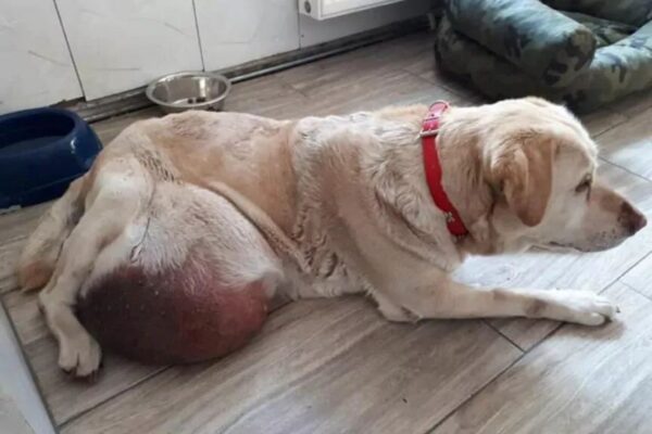 Labradorka Rita z guzem wielkości piłki do koszykówki