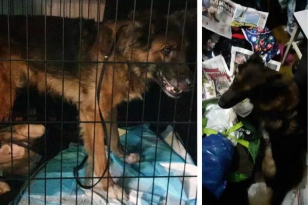 5-letnia psinka nigdy nie wychodziła z mieszkania