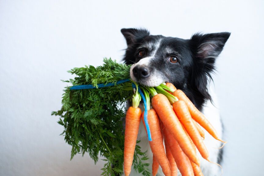 dieta Wege, dieta wegetariańska
